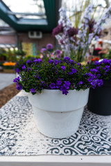 Beautiful flowers in the pot