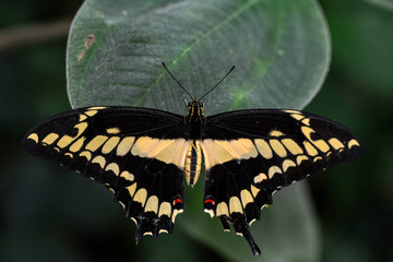  Closeup  beautiful butterfly  & flower in the garden.