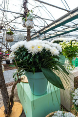 Flowers in hotchpotch