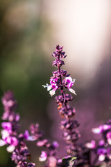 Obraz premium lavender flowers in the garden