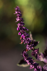 purple flowers in the garden
