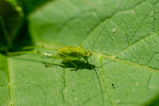 Jeune sauterelle Phaneroptera sur une feuille en Macro