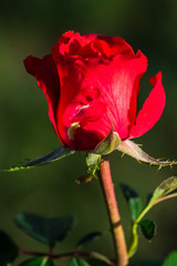 Rose flower
