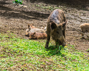 Wild boars