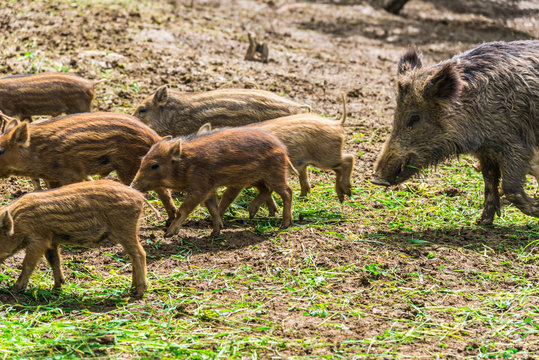 Wild boars © Ivanica