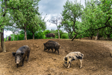 Wild boars