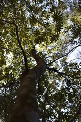 Fototapeta premium Tronco de árvore em floresta tropical