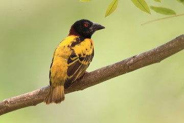 Village weaver or spotted-backed weaver or black-headed weaver (Ploceus cucullatus) in Ghana
