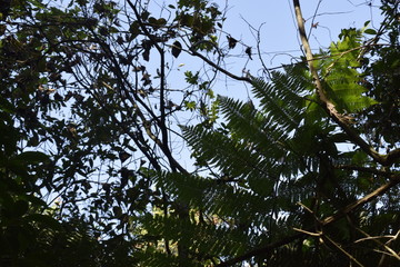 Folhagem de floresta tropical