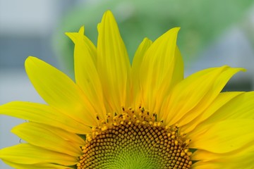 Naklejka premium Macro details of yellow Sunflower in nature