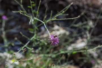Landscape in Zakynthos island