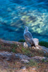 Landscape at the sea