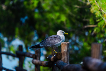 Landscape at the sea