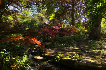 Flowering bushes in the shade of trees 