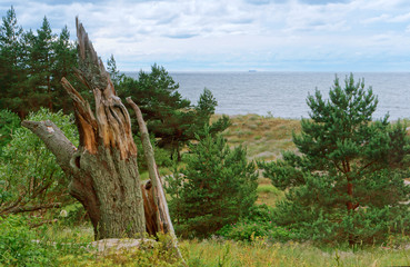 Baltic sea coast. Steep sea coast. Overgrown coast.