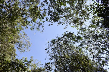 Céu azul rodeado por  árvores. Copas de árvore, folhagem verde. Dia ensolarado