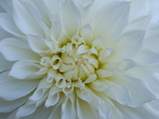 Wunderschöne weisse dahlia, macro blume