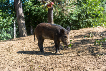 Wild boars