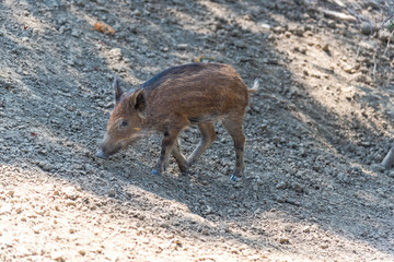 Wild boars