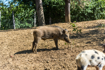 Wild boars