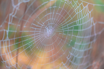 spider web with dew