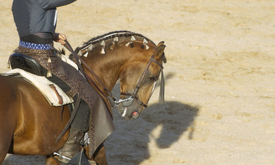 Obraz premium Bullfight on horseback. Typical Spanish bullfight.