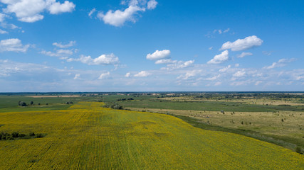 Aerial view of cultivated sunflower field in summer