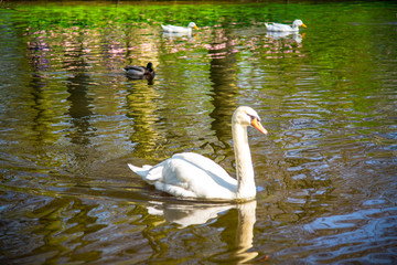 Landscape in Keukenhof park , Holland