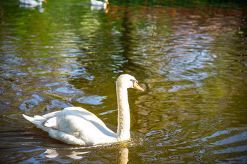 Landscape in Keukenhof park , Holland