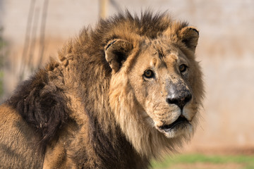 Close-up of a male African Lion