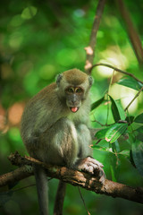Funny monkey