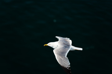 seagull in flight
