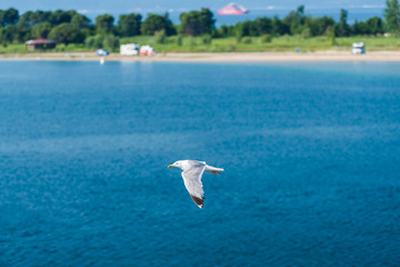 seagull on the water