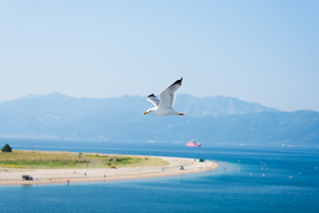 seagull on the beach