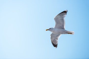 seagull on blue sky