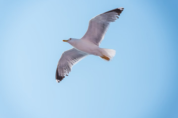 seagull in the sky