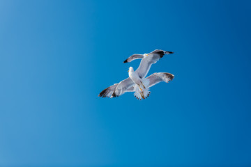 seagull in flight