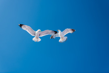 seagull in the sky
