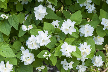 white cherry blossoms on green leaves background, nature.