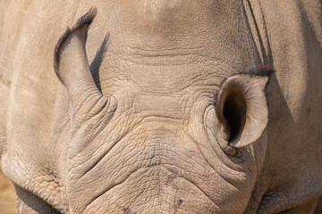 Obraz premium Ears of a white rhinoceros