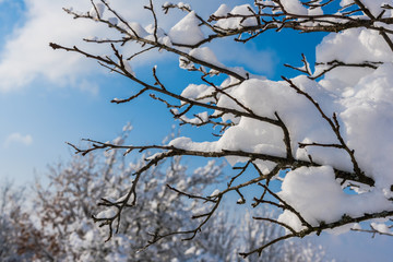 Fresh winter snow trees