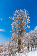 Fresh winter snow trees