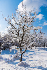 Fototapeta na wymiar Fresh winter snow trees