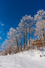 Fototapeta premium Fresh winter snow trees