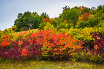 Autumn colors of tree