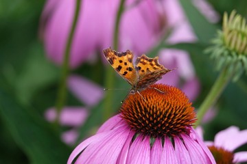 Butterfly in the summer sitting on a flower