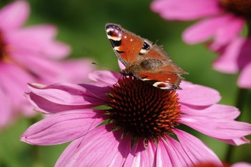Butterfly in the summer sitting on a flower