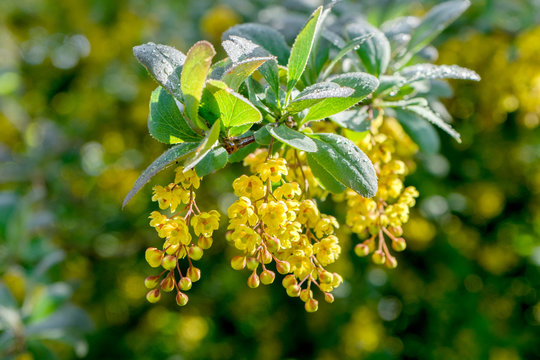 Barberry yellow flowers in sunlight