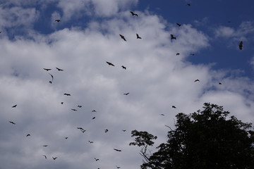 Bats, flying fox, Africa