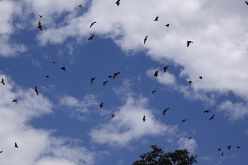 Bats, flying fox, Africa